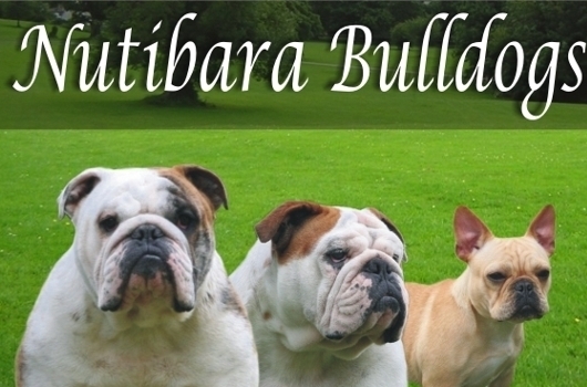 Criadero de bulldog ingles y  frances  Colombia